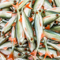 Guma Angry Lures Bleak F-Tail 2022 10cm - NOO