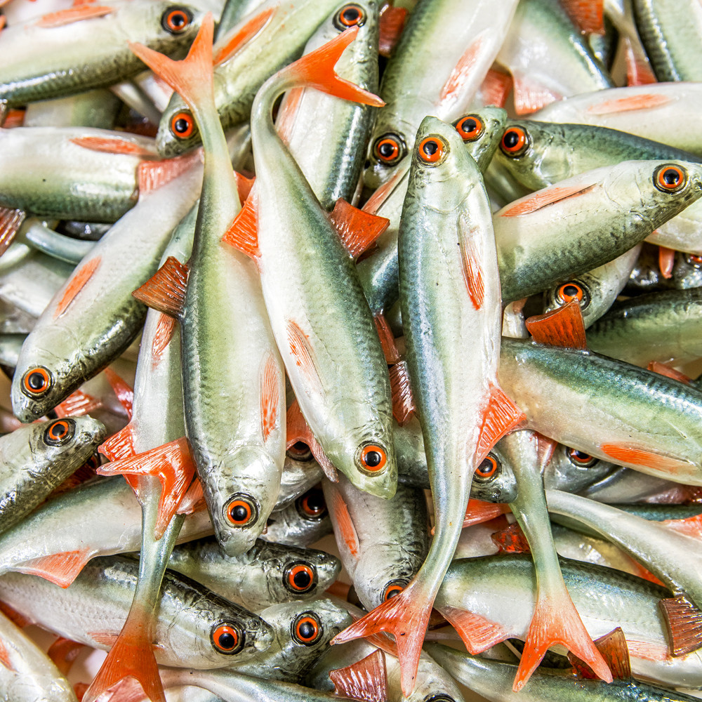 Guma Angry Lures Bleak F-Tail 2022 10cm - NOO