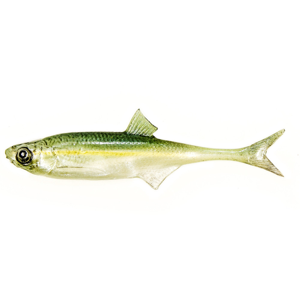 Guma Angry Lures Bleak F-Tail 2022 10cm - WGY
