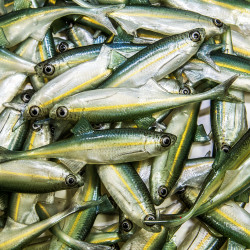 Guma Angry Lures Bleak F-Tail 2022 10cm - WGY