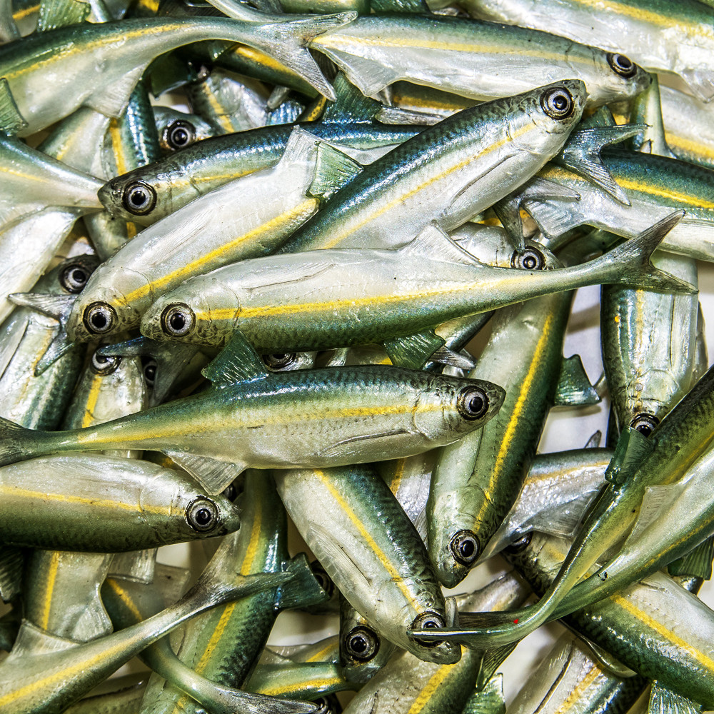 Guma Angry Lures Bleak F-Tail 2022 10cm - WGY