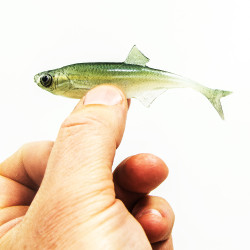 Guma Angry Lures Bleak F-Tail 2022 10cm - WGY