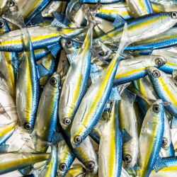 Guma Angry Lures Bleak F-Tail 2022 10cm - TBY