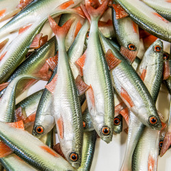 Guma Angry Lures Bleak F-Tail 2022 12.5cm - NOO