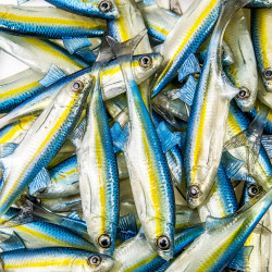 Guma Angry Lures Bleak F-Tail 2022 12.5cm - TBY