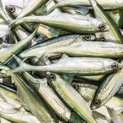 Guma Angry Lures Bleak F-Tail 2022 12.5cm - WGY