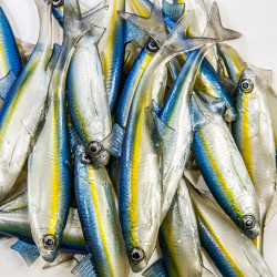 Guma Angry Lures Bleak F-Tail 2022 15cm - TBY