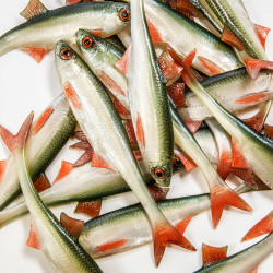 Guma Angry Lures Bleak F-Tail 2022 15cm - NOO