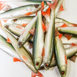 Guma Angry Lures Bleak F-Tail 2022 17cm - NOO