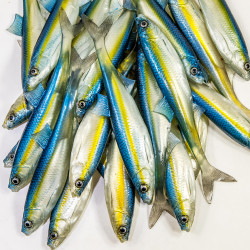 Guma Angry Lures Bleak F-Tail 2022 17cm - TBY