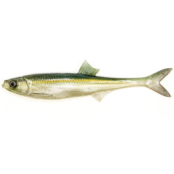 Guma Angry Lures Bleak F-Tail 2022 17cm - WGY