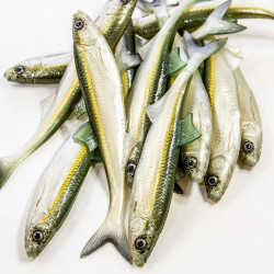 Guma Angry Lures Bleak F-Tail 2022 17cm - WGY