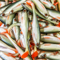 Guma Angry Lures Bleak 2022 10cm - NOO