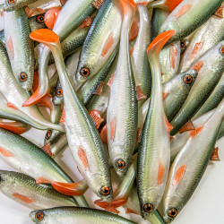 Guma Angry Lures Bleak 2022 12.5cm - NOO