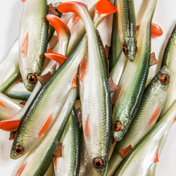 Guma Angry Lures Bleak 2022 15cm - NOO