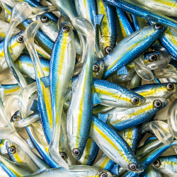 Guma Angry Lures Bleak 2022 10cm - TBY