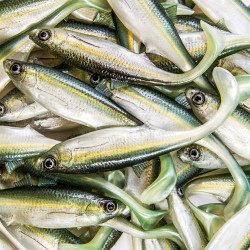 Guma Angry Lures Bleak 2022 12.5cm - WGY