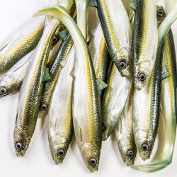 Guma Angry Lures Bleak 2022 17cm - WGY