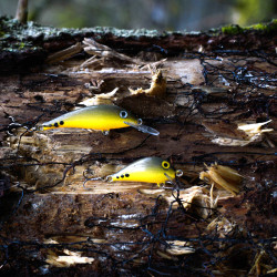 Wobler Siek UKLEJKA i Siek Bzyk - EDYCJA DRAPIEŻNIK