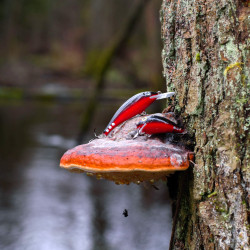 Wobler Siek Uklejka i Siek Bzyk - EDYCJA DRAPIEŻNIK