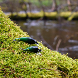 Wobler Siek UKLEJKA i Siek Bzyk - EDYCJA DRAPIEŻNIK