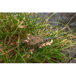 Koszyk zanętowy Korum Camo Window Feeder