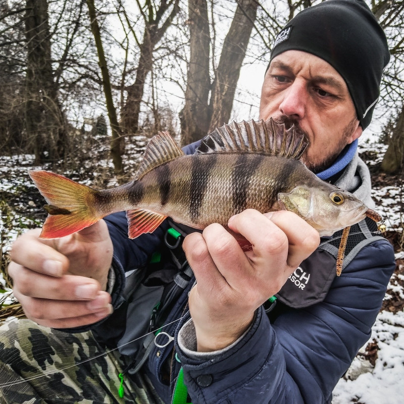 Gumy Perch Professor Flying Worm