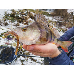 Gumy Perch Professor Flying Worm