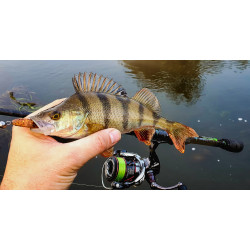 Gumy Perch Professor Fluky Shad 2" / 5.5cm