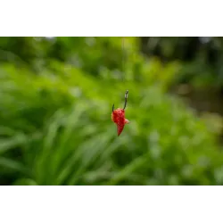 Przypony Korum Xpert Maggot To Nylon Barbed 30cm