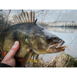 Gumy Perch Professor Fluky Shad 2" / 5.5cm