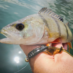 Gumy Perch Professor Fapping Craw