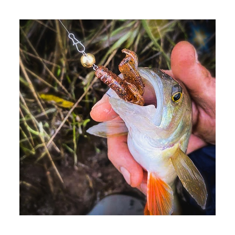 Gumy Perch Professor Fapping Craw