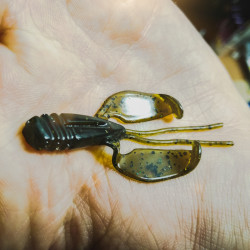 Gumy Perch Professor Fapping Craw