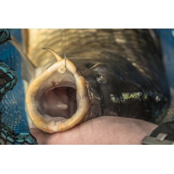 Preston KKM-B Barbless