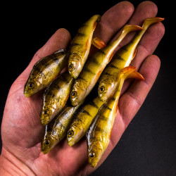 Guma Angry Lures Perch 9,5cm - NYO