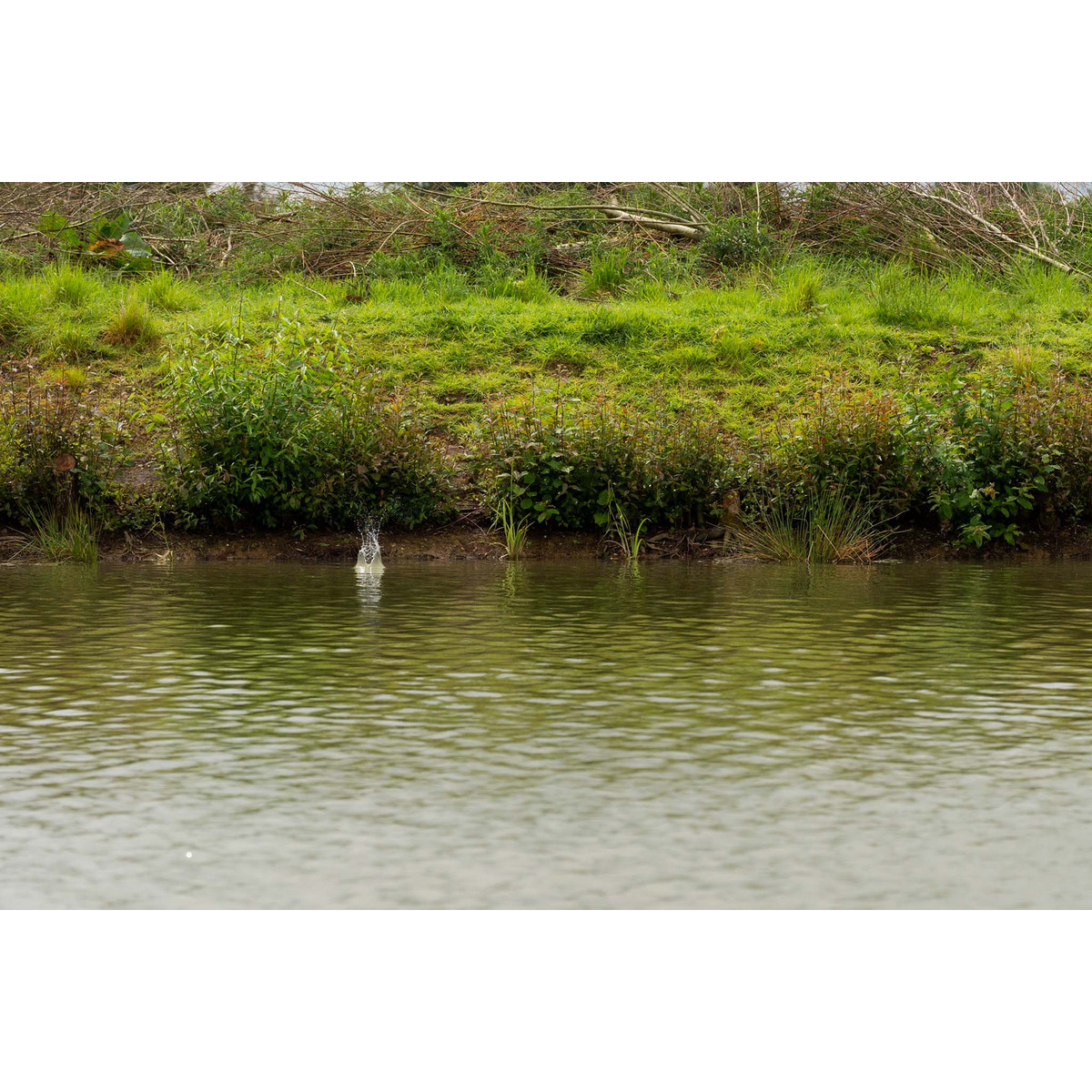 Koszyk Preston ICS In-Line Dura Flat Method Feeder // Medium