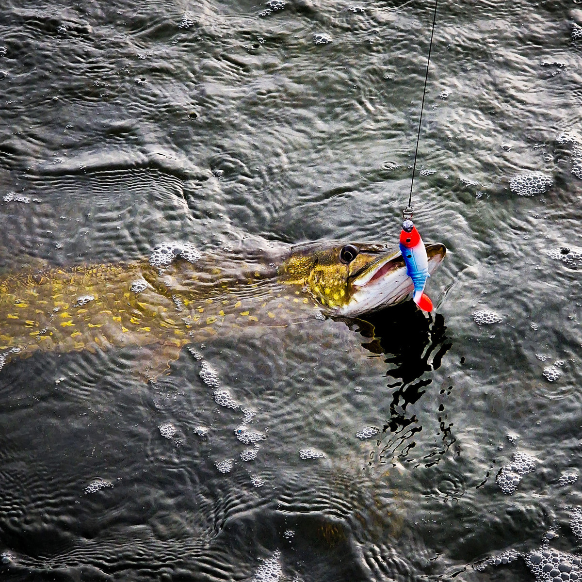 Guma Savage Gear Cannibal Wanted Dot EDYCJA DRAPIEŻNIK