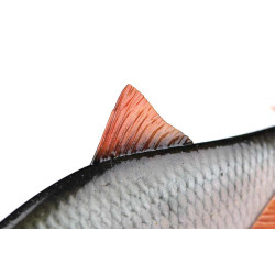 Fox Rage Ultra-Realistic Replicant - Roach