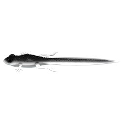 Libra Lures Frog Tadpole Tail 8.2'' 21cm - 001 / WHITE