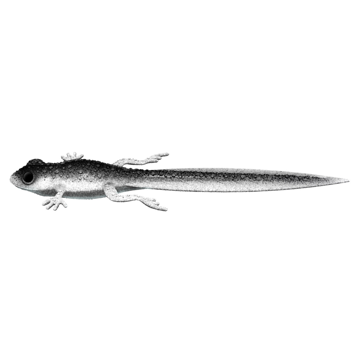 Libra Lures Frog Tadpole Tail 8.2'' 21cm - 002 / GHOST