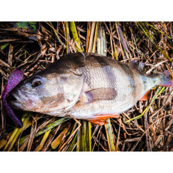 Gumy Perch Professor F**king Leech