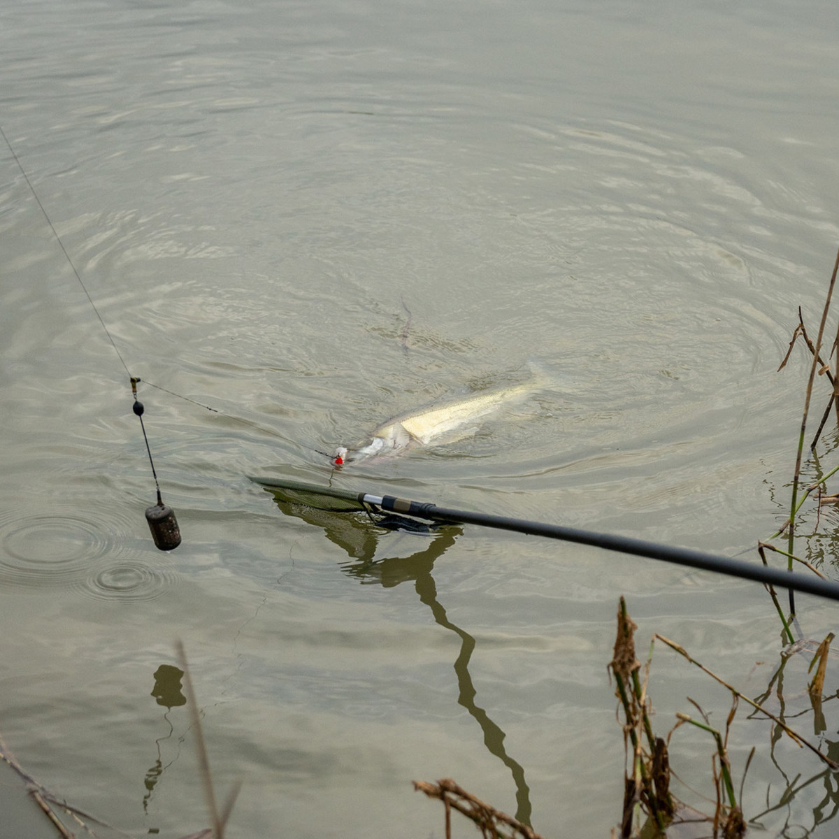 K0380045 Sztyca Korum Limitless Power Handle - 3.0m