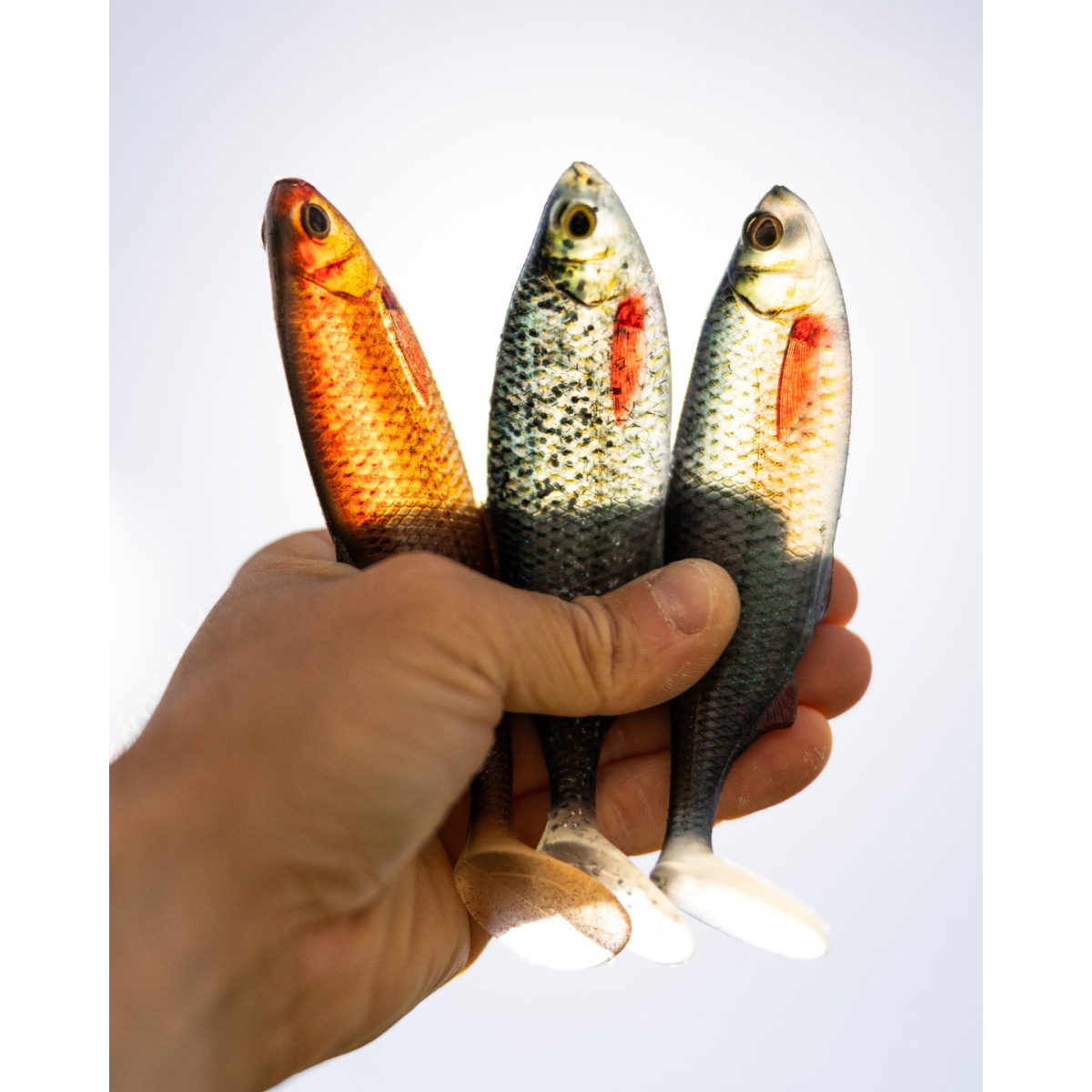 Gumy Westin Ricky The Roach Shadtail 14cm