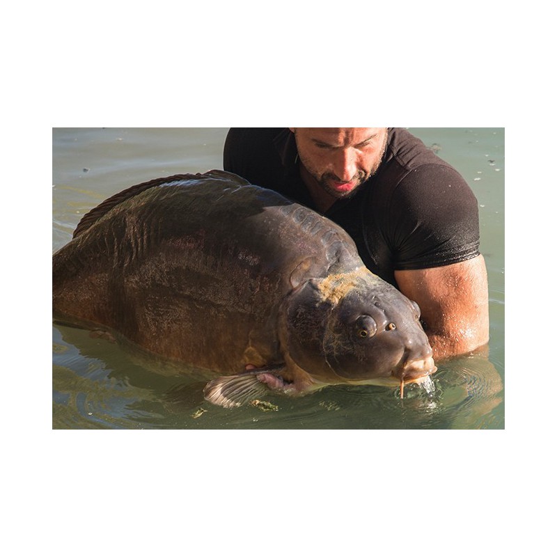 Preparat do odkażania Korda Propolis Carp Treatment