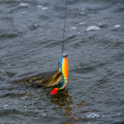 Guma Savage Gear Cannibal Angry Dot