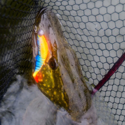 Guma Savage Gear Cannibal Angry Dot