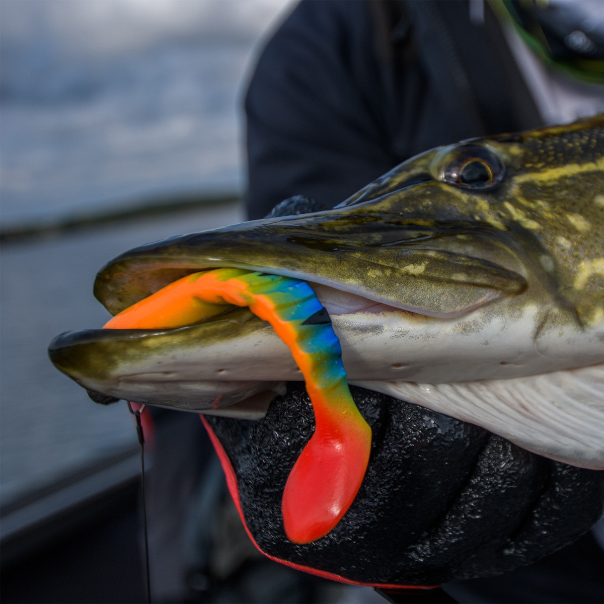 Guma Savage Gear Cannibal Angry Dot