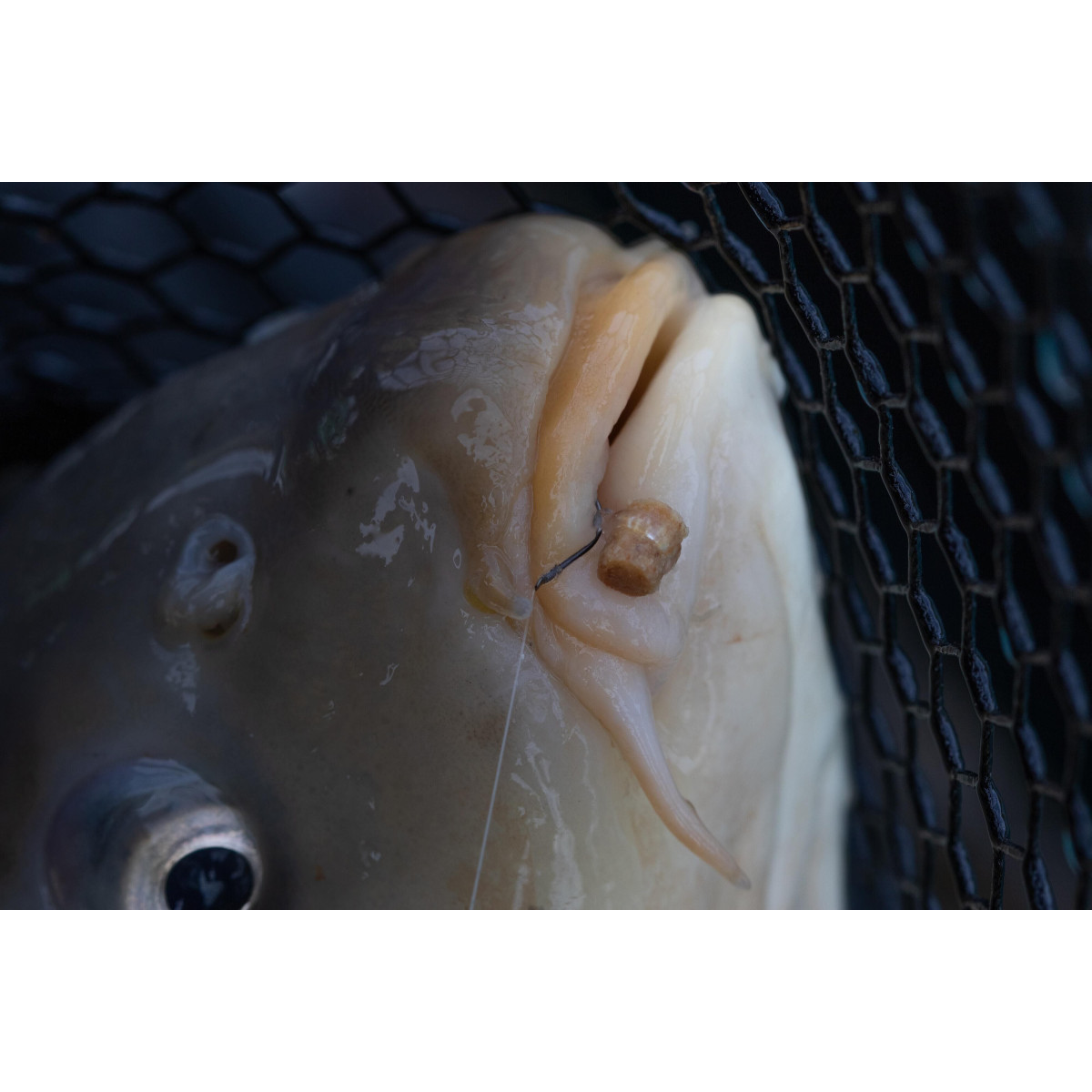 Gumki do pelletu Preston Hookable Bait Bands