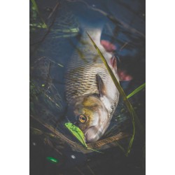 Wobler Imago Lures HOPPER 4.5F GN